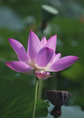 一朵盛开的粉色莲花图片